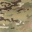 multicam